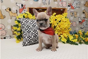 Isaac - Frenchton for sale