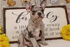 Deke - Frenchton for sale
