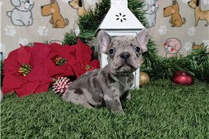 Trinket - Frenchton for sale