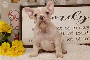 Fernando - Frenchton for sale