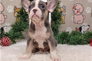 Dana - Frenchton for sale