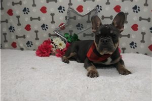 Tracker - Frenchton for sale
