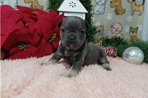 Trudy - Frenchton for sale