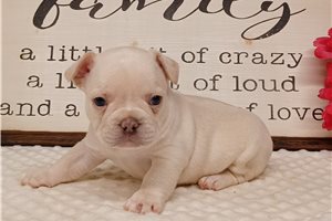 Nicolas - Frenchton for sale