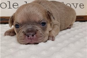 Nikki - Frenchton for sale