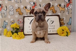 Maria - Frenchton for sale