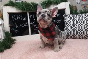 Toto - Frenchton for sale