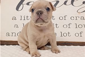 Nadia - Frenchton for sale