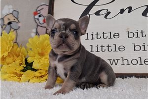 Tuesday - Frenchton for sale
