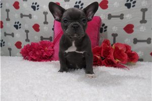 Joelle - Frenchton for sale