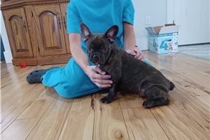 Dexter - Frenchton for sale