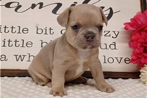 Nikki - Frenchton for sale
