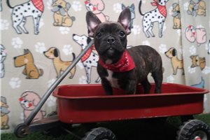 Haley - Frenchton for sale