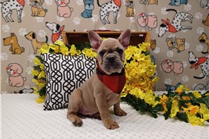 Iker - Frenchton for sale
