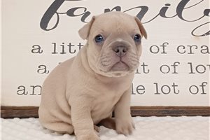 Nadia - Frenchton for sale