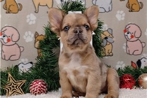 Kaylee - puppy for sale