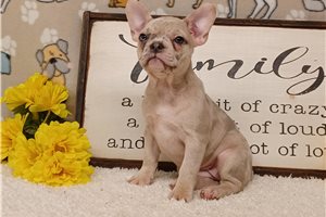 Dawn - Frenchton for sale
