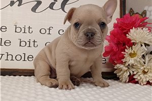 Nadia - Frenchton for sale