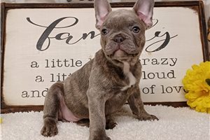 Damien - Frenchton for sale