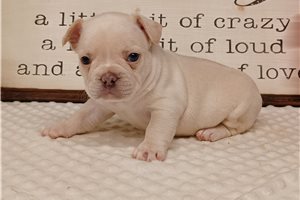 Nicolas - Frenchton for sale