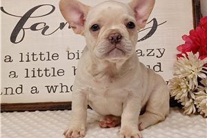 Nicolas - Frenchton for sale