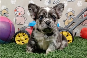 Katherine - puppy for sale