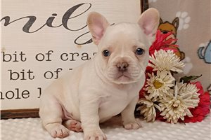 Nicolas - Frenchton for sale