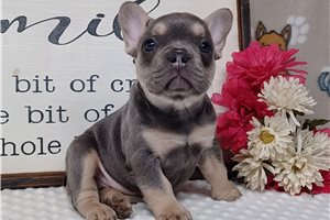 Nova - Frenchton for sale