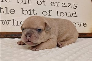 Nadia - Frenchton for sale