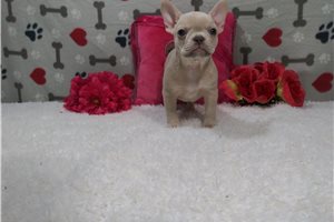 Iyanna - Frenchton for sale