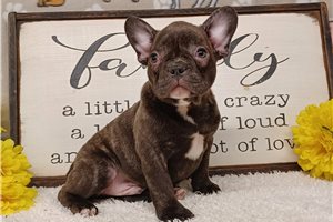 Dervish - Frenchton for sale