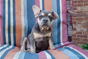 Nova - Frenchton for sale