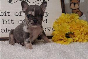 Trudy - Frenchton for sale