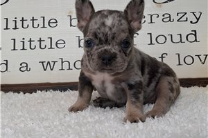 Tundra - Frenchton for sale