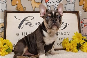 Felix - Frenchton for sale