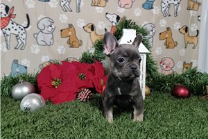 Trudy - Frenchton for sale