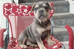 Nova - Frenchton for sale