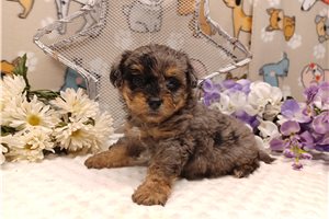 Nicholas - puppy for sale