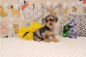 Donovan - puppy for sale