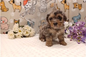 Nova - puppy for sale