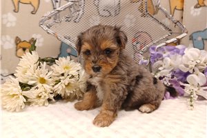 Nathan - puppy for sale