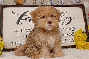 Brielle - puppy for sale
