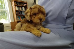 Nash - puppy for sale