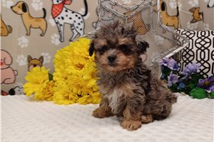 Smitty - puppy for sale