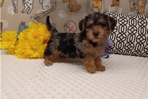 Doodle - puppy for sale
