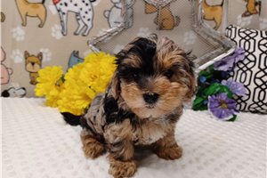 Domingo - puppy for sale