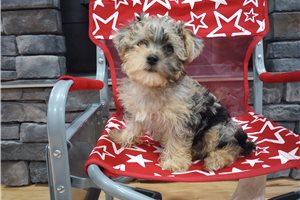Donatella - puppy for sale