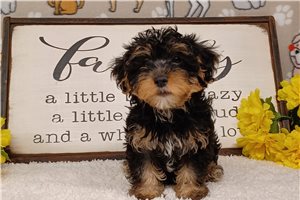 Bailey - Yorkiepoo - Yorkie Poo for sale