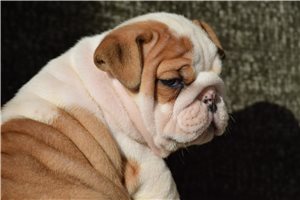 Petey - Bulldog for sale