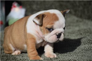 Percy - Bulldog for sale